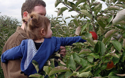 Which Apple is Your Favorite? Guide to Apples of the Fall Season