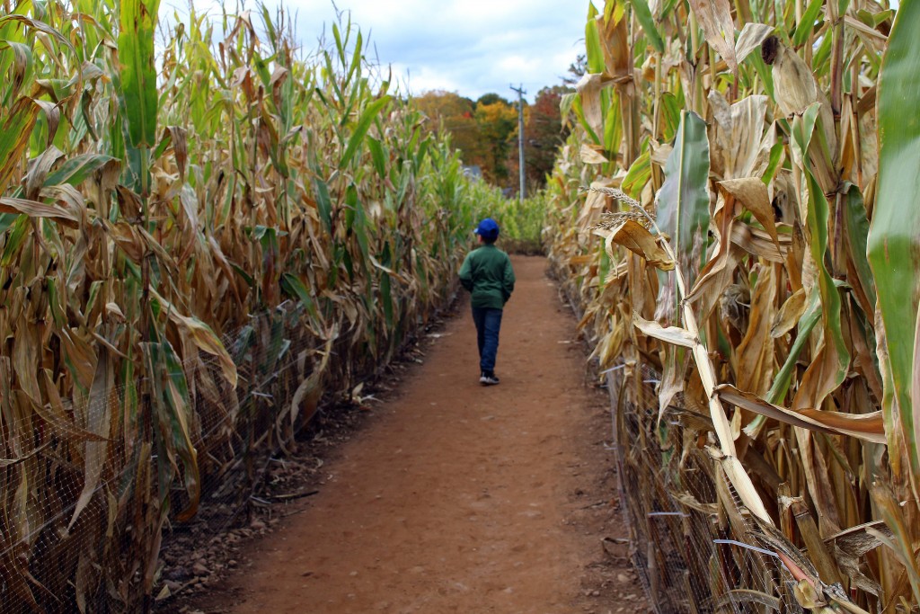 Corn Maze - I Love Halloween
