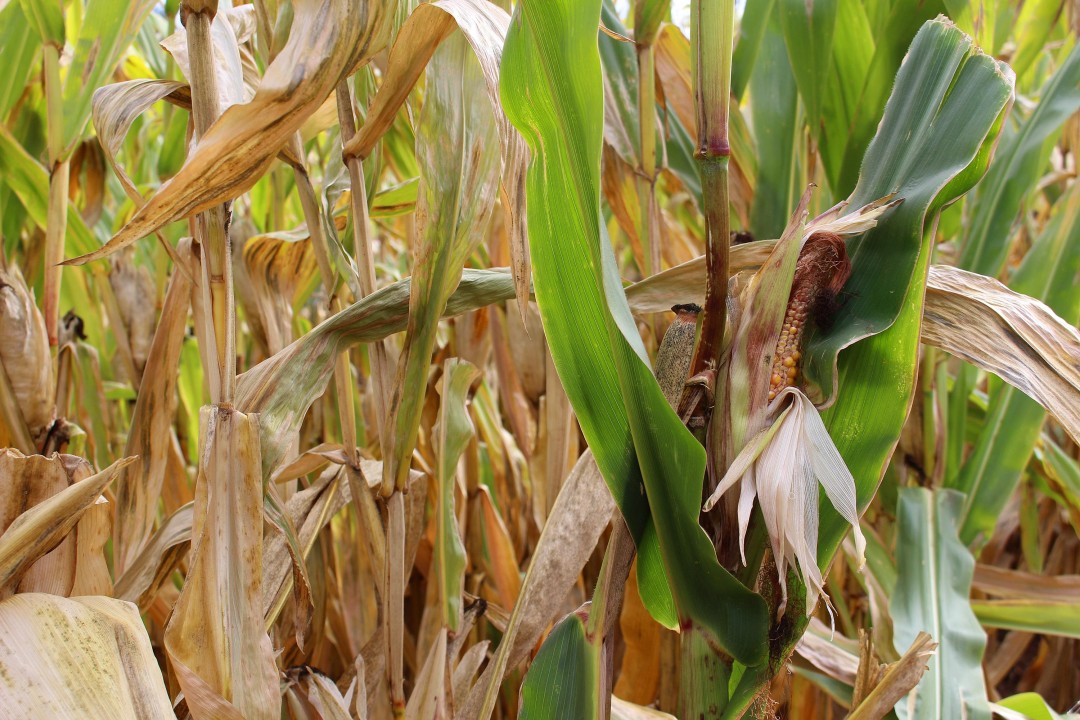 haunted corn maze - I Love Halloween