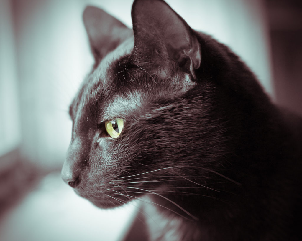 Fun Facts About Black Cats on National Black Cat Appreciation Day - I ...