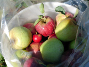 It’s Apple Picking Season! Tips to Picking the Perfect Apples - I Love